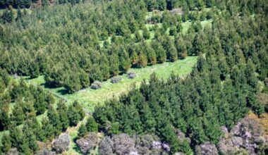 Forestry sector calls for rates cap after Wairoa block bill increases 570%
