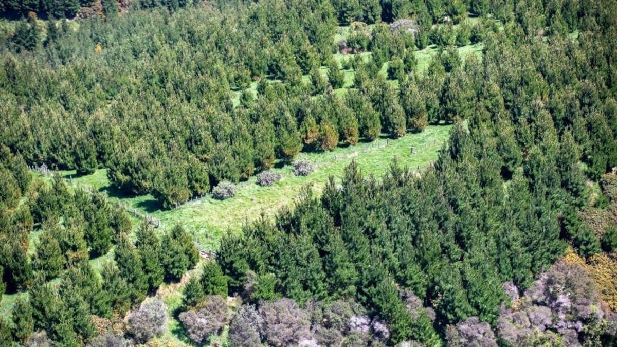 Forestry sector calls for rates cap after Wairoa block bill increases 570%