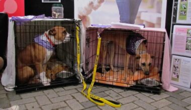 Doggy death row: Auckland animal shelter staff shattered as the dog they looked after for 3 years destroyed after court order