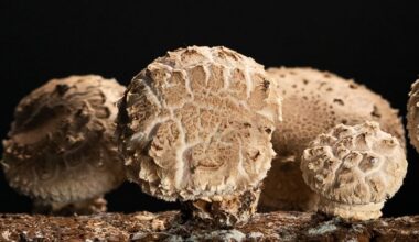 Shiitake mushroom fermentation breakthrough unlocks new China export market