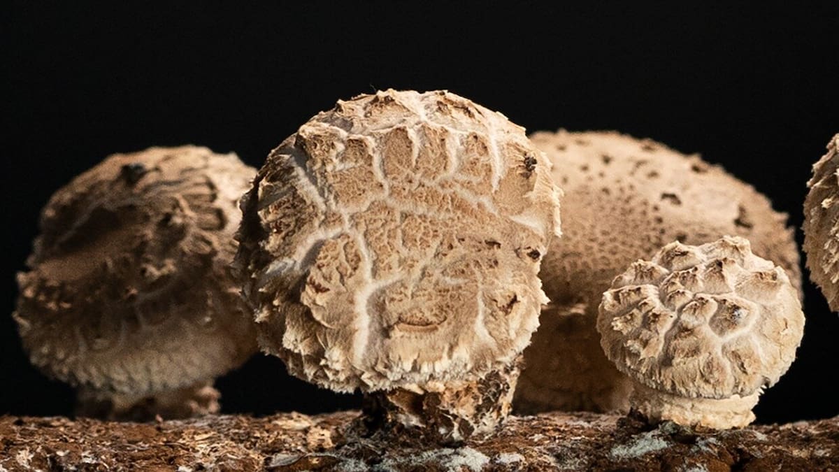 Shiitake mushroom fermentation breakthrough unlocks new China export market