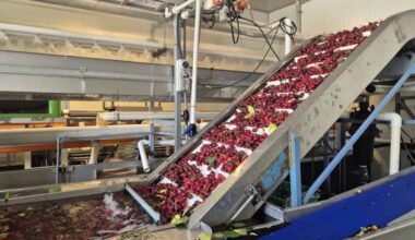 Central Otago cherries in demand for Lunar New Year export boom
