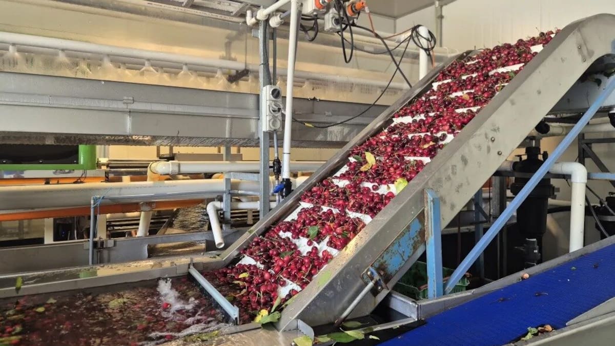 Central Otago cherries in demand for Lunar New Year export boom