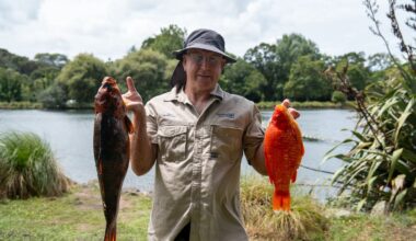 Electric fishing boat hauls half tonne of pest fish from Western Springs lake
