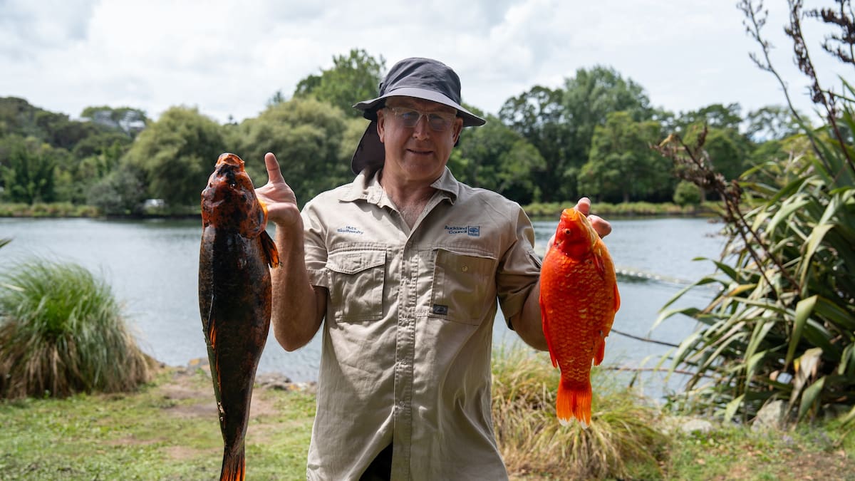 Electric fishing boat hauls half tonne of pest fish from Western Springs lake