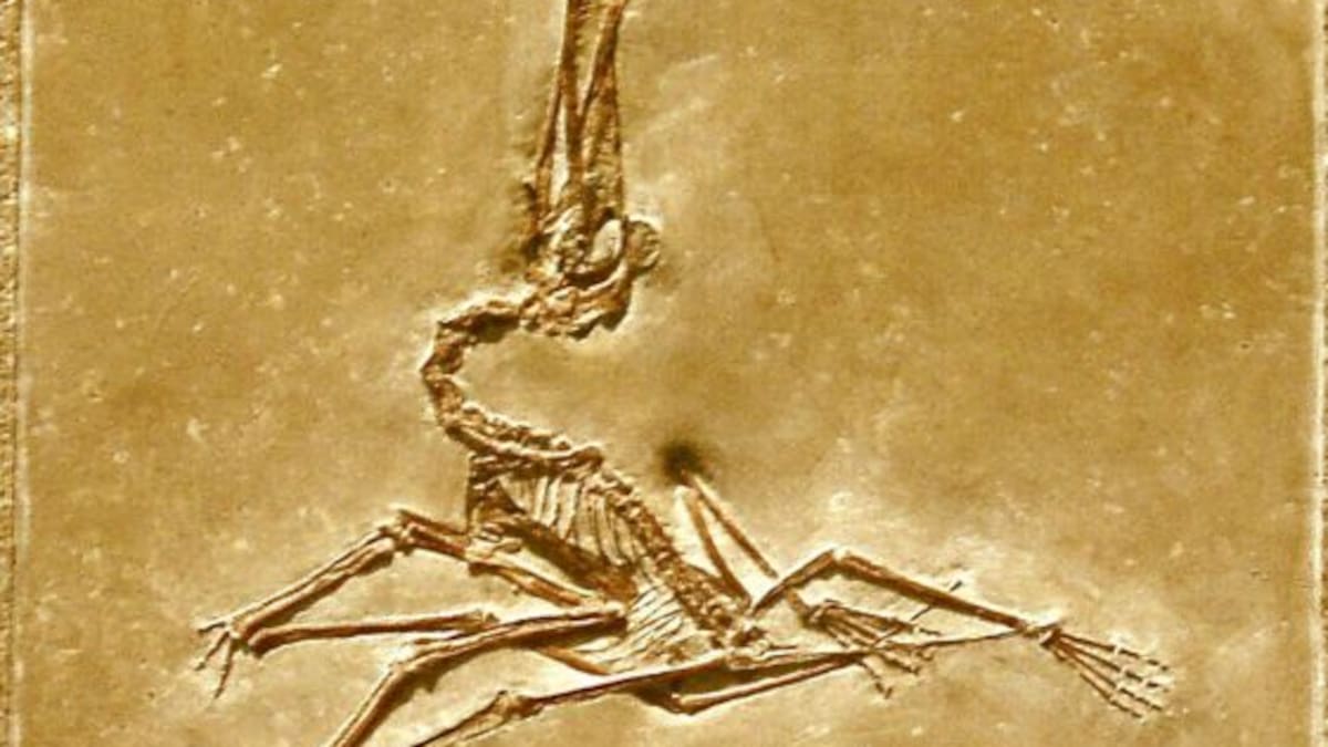 Herald morning quiz: February 5