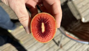Zespri Red80 launch to boost RubyRed kiwifruit supply for growers