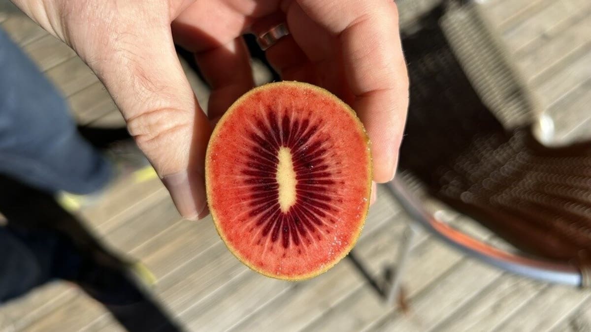 Zespri Red80 launch to boost RubyRed kiwifruit supply for growers