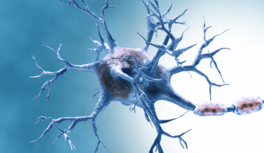 Digital illustration of a neuron