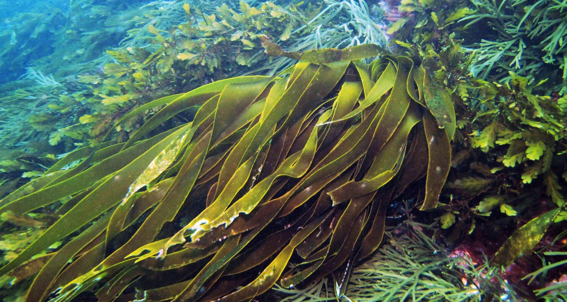 Sewage spill a potential ecological catastrophe