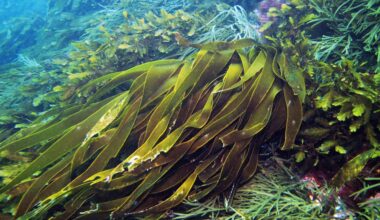 Sewage spill a potential ecological catastrophe