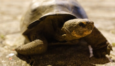 Why the return of Galapagos' giant tortoise is good ocean news