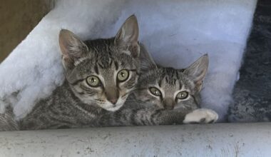 Sheryl Louden sentenced for being a party to a brutal attack in Ōpunake, South Taranaki