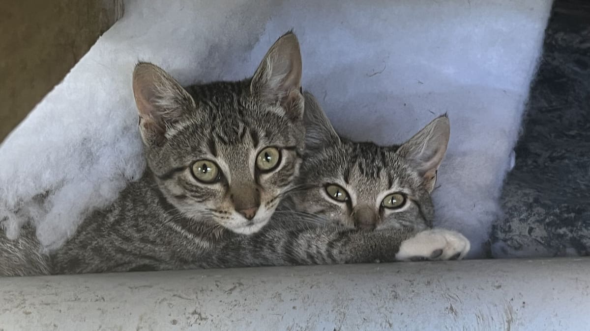Sheryl Louden sentenced for being a party to a brutal attack in Ōpunake, South Taranaki