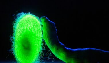 The quest to engineer silk that’s stronger than steel