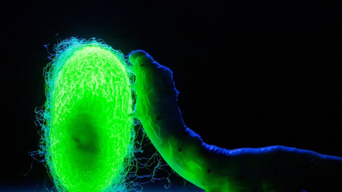 The quest to engineer silk that’s stronger than steel