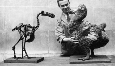 Museum worker with model dodo