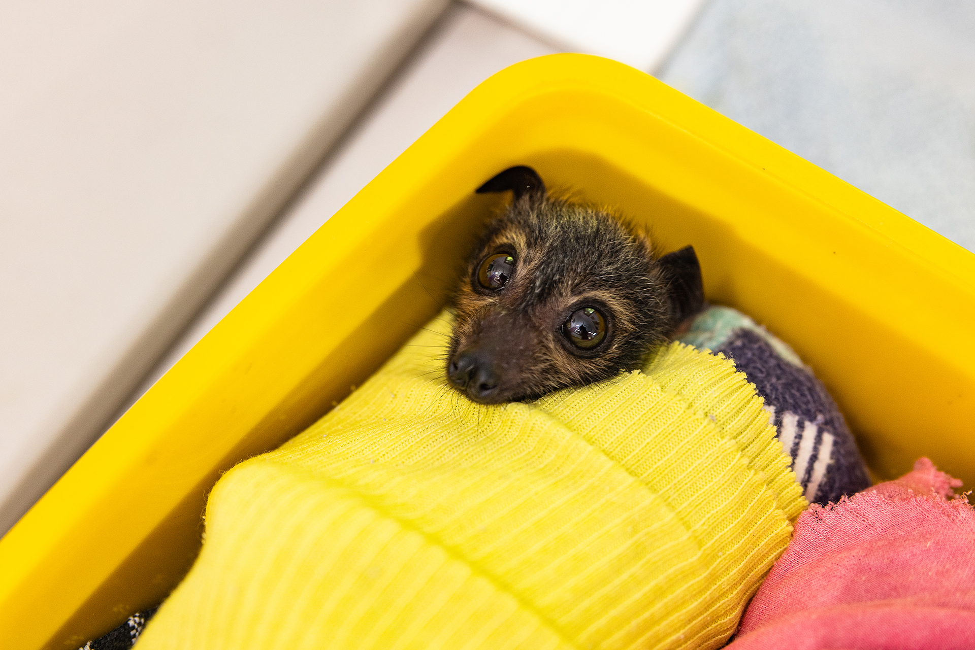 A wide-eyed baby flying fox wrapped in a yellow blanket