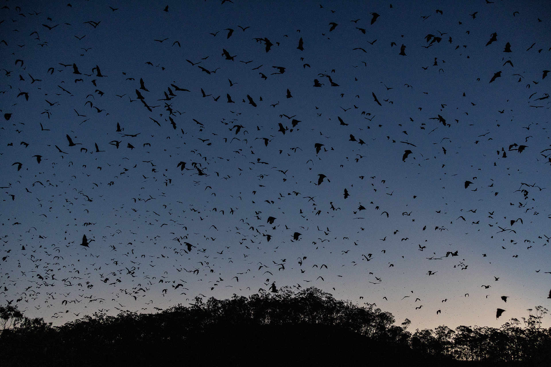 Thousands of little red flying foxes leave their roost at sunset to find food near Tolga Bat Hospital in Far North Queensland.