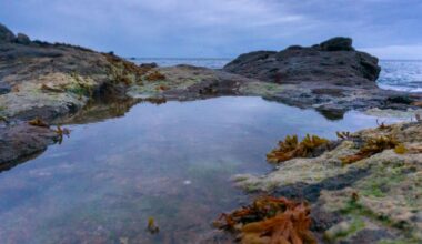 Fears for Auckland west coast rockpools as Whangaparāoa shellfish ban looms