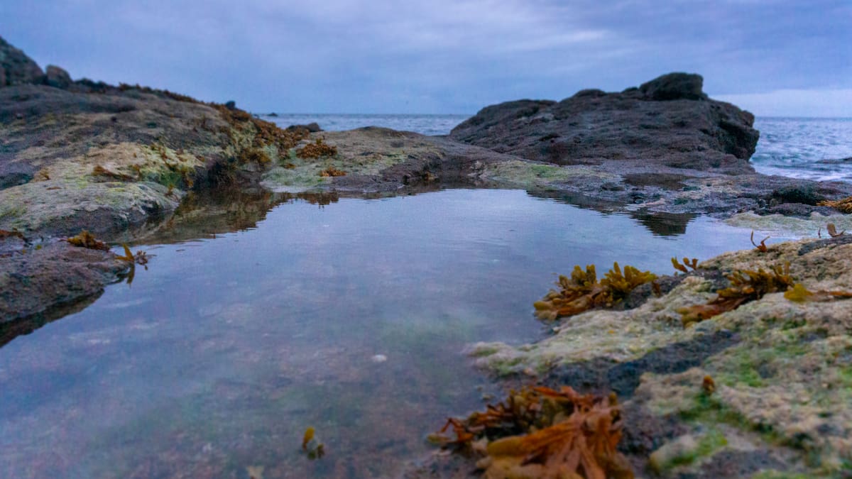 Fears for Auckland west coast rockpools as Whangaparāoa shellfish ban looms