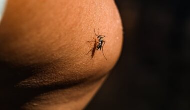 Cook Islands reports dengue fever-related death – Te Ao Māori News