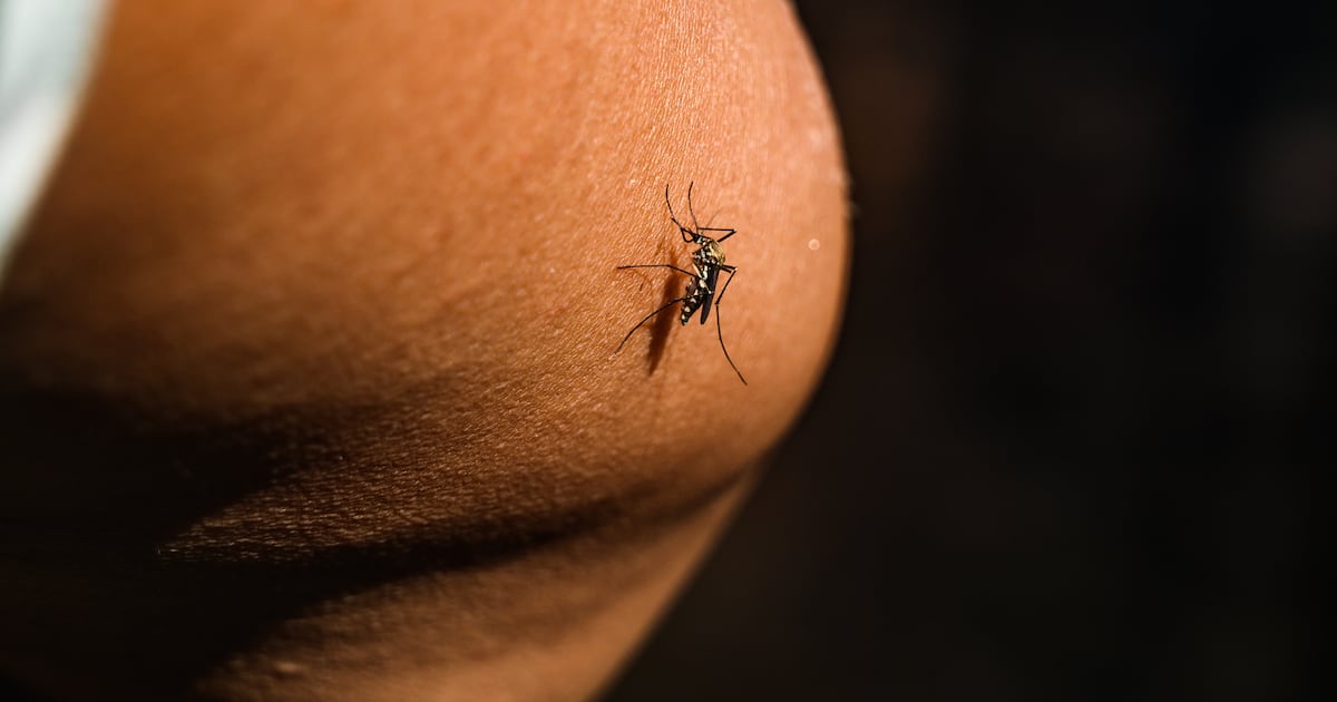 Cook Islands reports dengue fever-related death – Te Ao Māori News