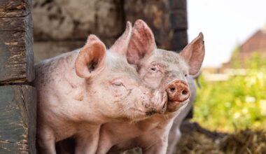 Farmers calling for same animal welfare standards on local and imported pork