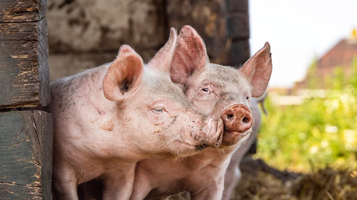 Farmers calling for same animal welfare standards on local and imported pork