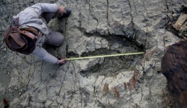 New AI Method Identifies Which Dinosaurs Left Which Footprints