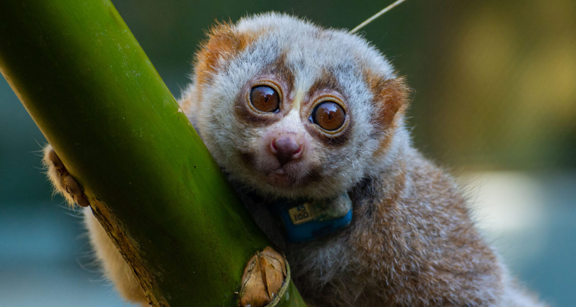 A radio-collared slow loris in Bangladesh.