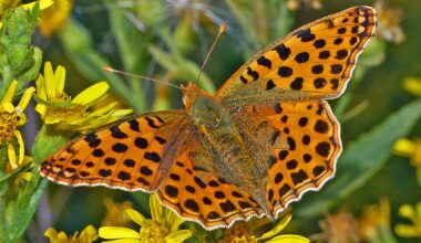 A Scarce swallowtail. (Talia Oron/Israel Nature and Parks Authority)