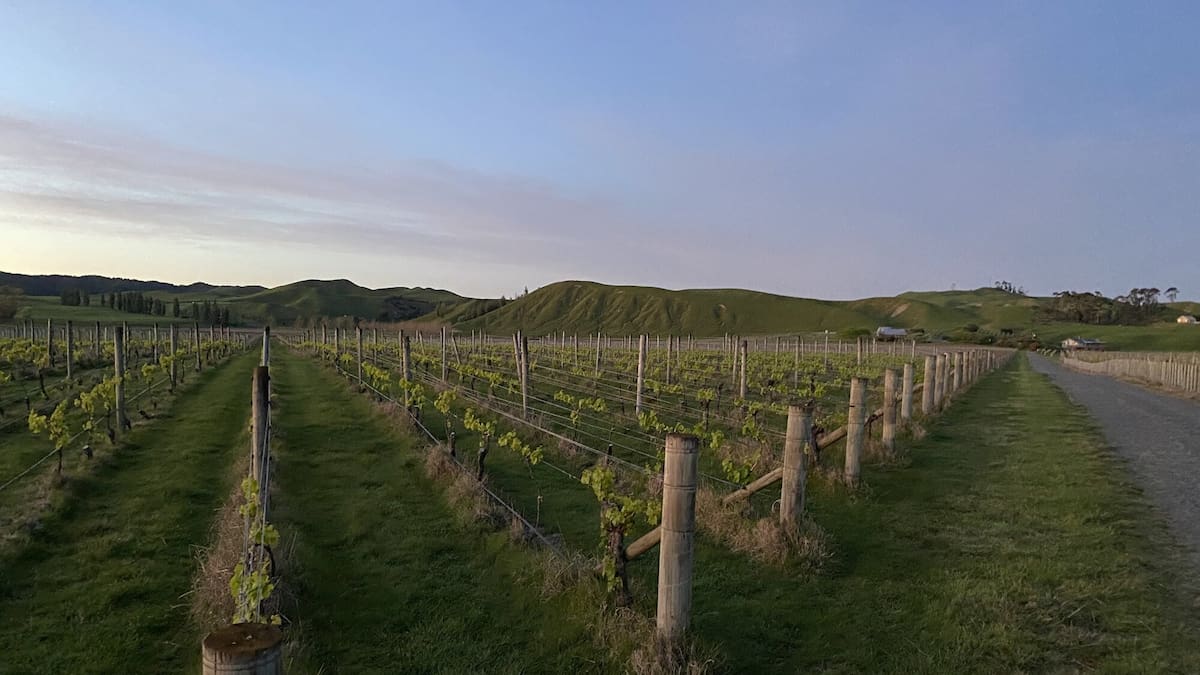 Te Awanga Estate Winery group liquidation: $12m owed to 100+ creditors