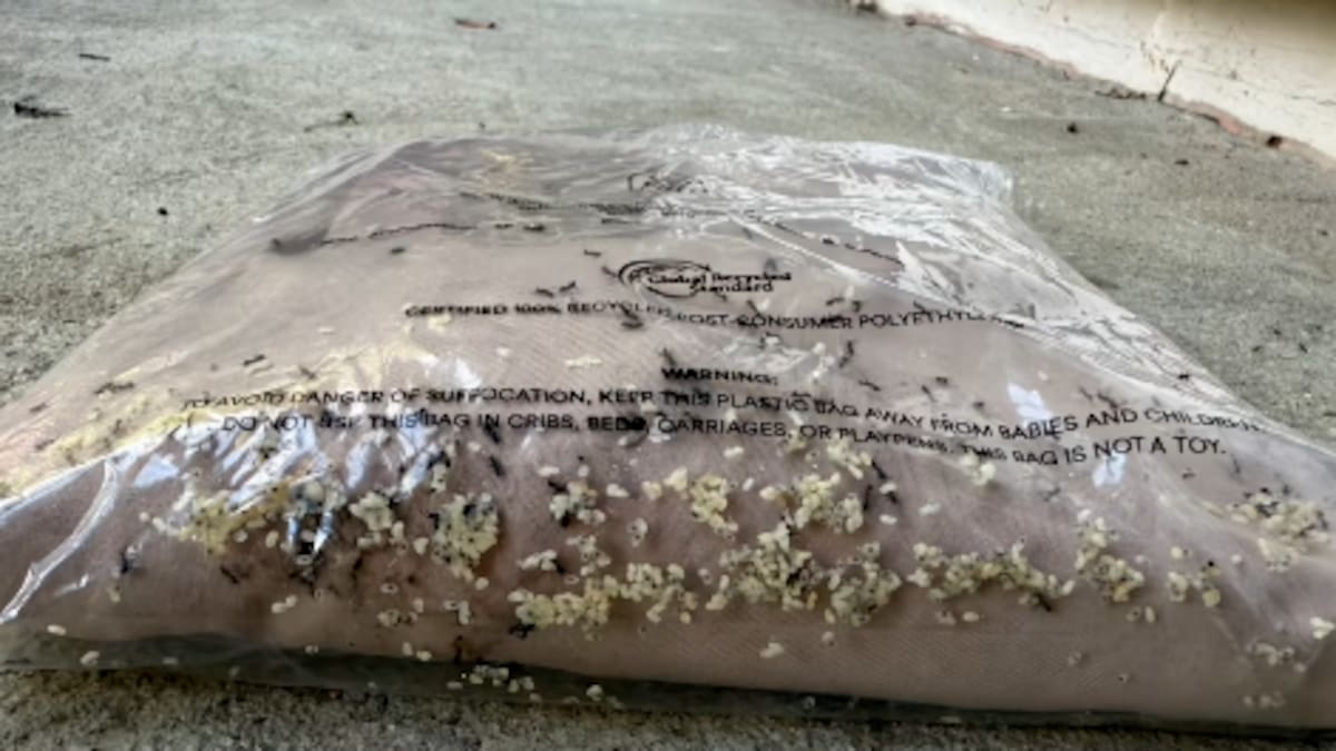 Kiwi shopper finds live insects in Peppermayo order, triggering biosecurity probe