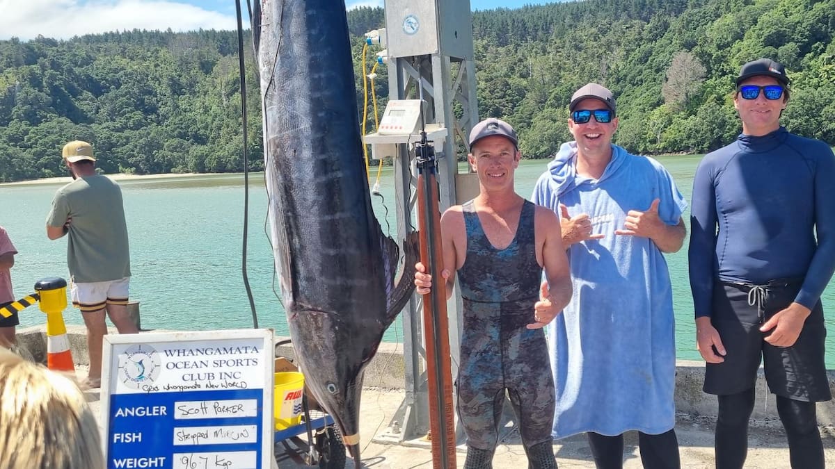 Friends who have never seen marlin capture 96kg fish off Whangamatā