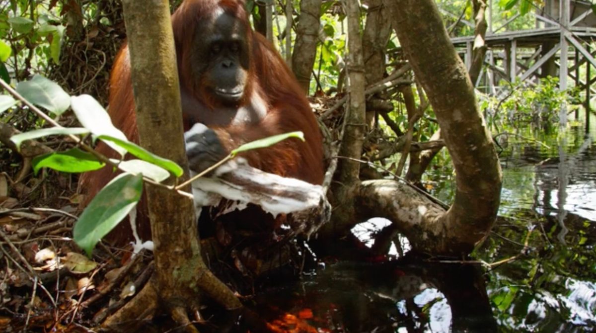 Orangutan washing with soap