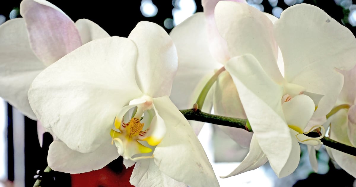 Taiwanese orchid extract shows promise for skin protection, brightening