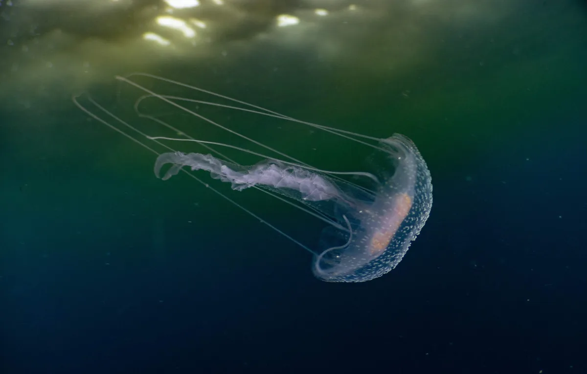 Pelagia noctiluca