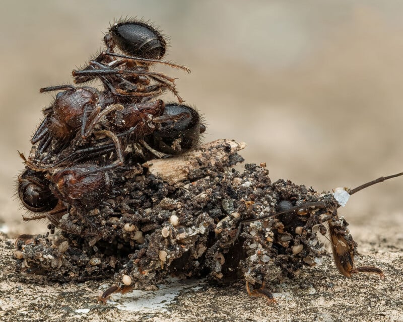 A close-up of an ant being preyed on by an assassin bug. The ant appears entangled and lifeless while the assassin bug is camouflaged with soil and debris on its body, blending into the background.
