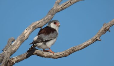A female Pygmy Falcon also known as African Pygmy Falcon (Polihierax semitorquatus) perched on a dead tree against a clear blue sky, Kalahari desert, South Africa