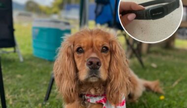 Kumeū dog owner finds shock collar on pet after stay at local kennels