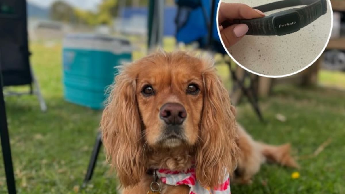 Kumeū dog owner finds shock collar on pet after stay at local kennels