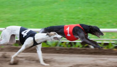 Greyhound racing ban: How the sport lost its social licence – Emily Robertson