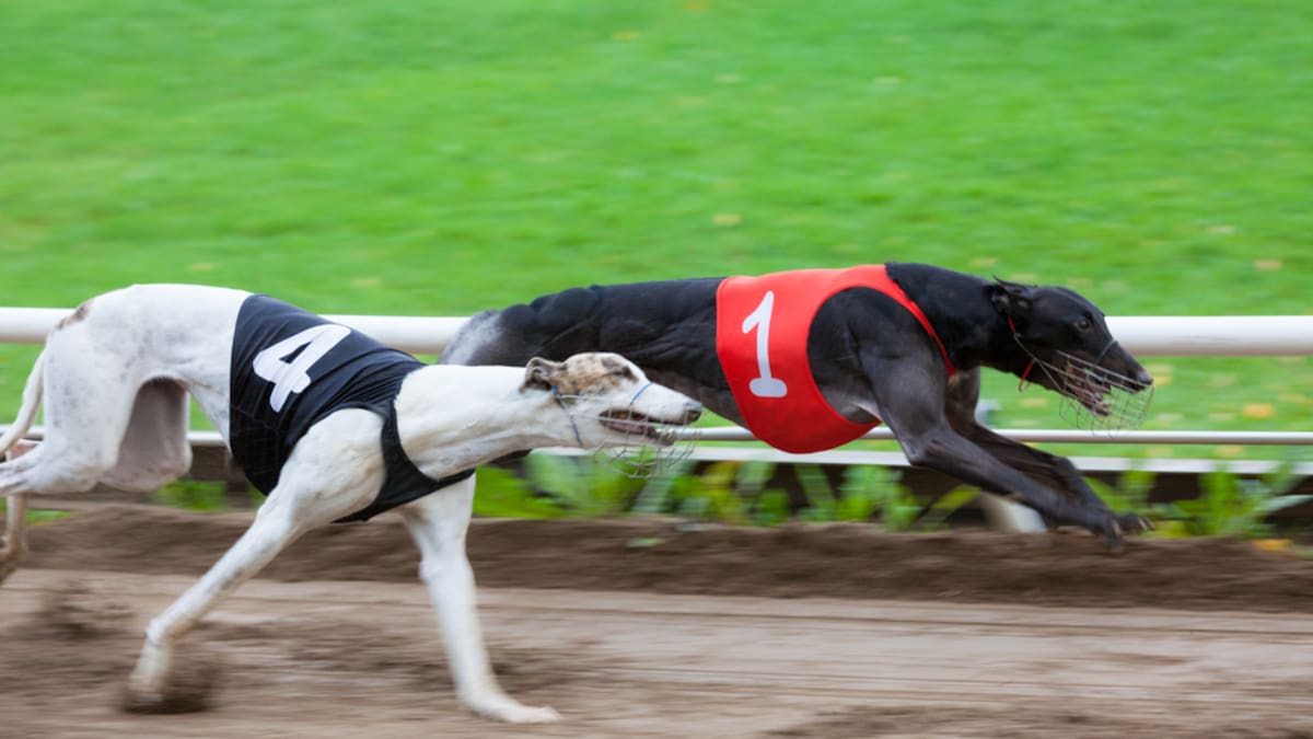 Greyhound racing ban: How the sport lost its social licence – Emily Robertson