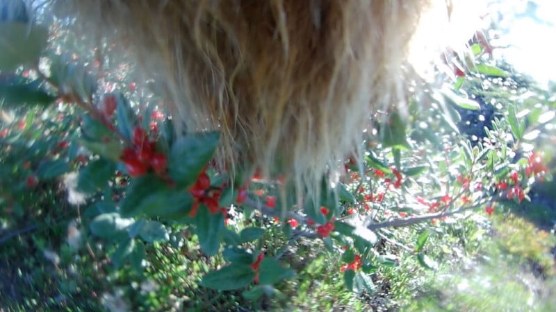 A close-up view of a hairy animal's snout or chin as it grazes on a bush with green leaves and bright red berries in bright sunlight.