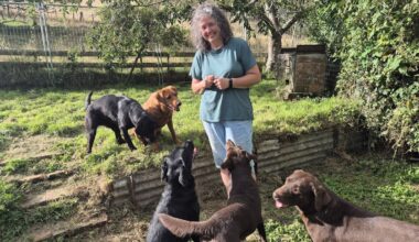 On The Up: Farm owner offers Dannevirke dog owners a safe, private off-leash haven at ‘Stream Explorer’