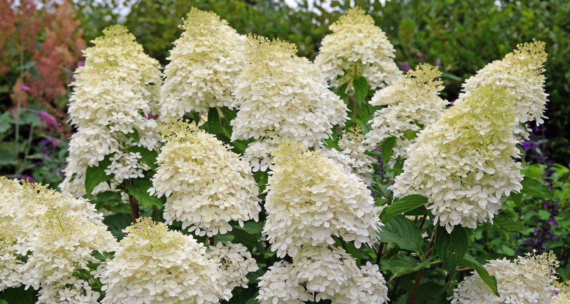 I recommend this beautiful shrub to anyone with a damp garden
