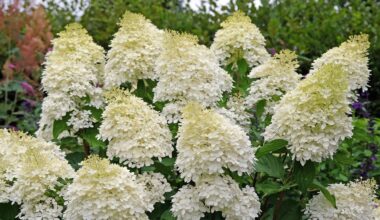 I recommend this beautiful shrub to anyone with a damp garden