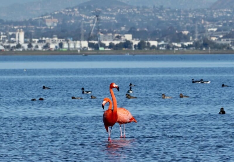 Two flamingos stand in shallow water with several ducks swimming nearby. In the background, there is a cityscape with buildings and hills under a hazy sky.