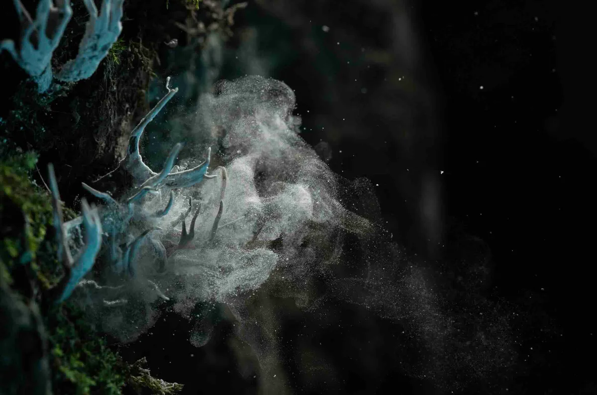 SILVER Giovanni Vicari_Explosion of life